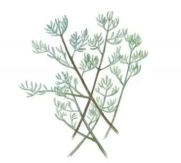 Armoise Fragrance Perfumes Armoise Fragrance Perfumes