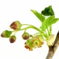 Black Currant Fragrance Perfumes Black Currant Fragrance Perfumes