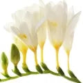 Freesia Fragrance Perfumes Freesia Fragrance Perfumes