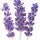 Lavender Fragrance Perfumes Lavender Fragrance Perfumes