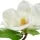 Magnolia Fragrance Perfumes Magnolia Fragrance Perfumes