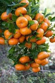 Mandarin Fragrance Perfumes Mandarin Fragrance Perfumes