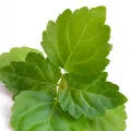 Patchouli Fragrance Perfumes Patchouli Fragrance Perfumes