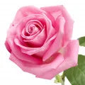 Rose Fragrance Perfumes Rose Fragrance Perfumes