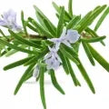 Rosemary Fragrance Perfumes Rosemary Fragrance Perfumes