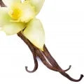Vanilla Fragrance Perfumes Vanilla Fragrance Perfumes