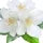 White Flower Fragrance Perfumes White Flower Fragrance Perfumes