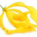 Ylang Ylang Fragrance Perfumes Ylang Ylang Fragrance Perfumes