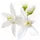 Orange Blossom Fragrance Perfumes