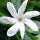 Tiare Blossoms Fragrance Perfumes