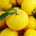 Yuzu Fragrance Perfumes