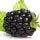 Blackberry Fragrance Perfumes