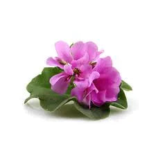 Geranium Egypt Flower Fragrance Perfumes