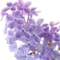 Lilac Fragrance Perfumes