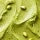 Pistachio Cream Fragrance Perfumes